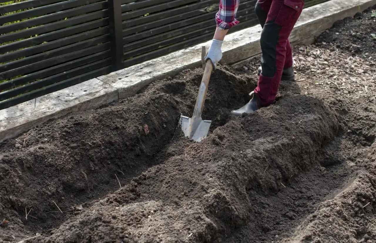 F&ouml;rbereder jorden f&ouml;r sparris plantor. En spade gr&auml;ver i den m&ouml;rka jorden i en upph&ouml;jd b&auml;dd.