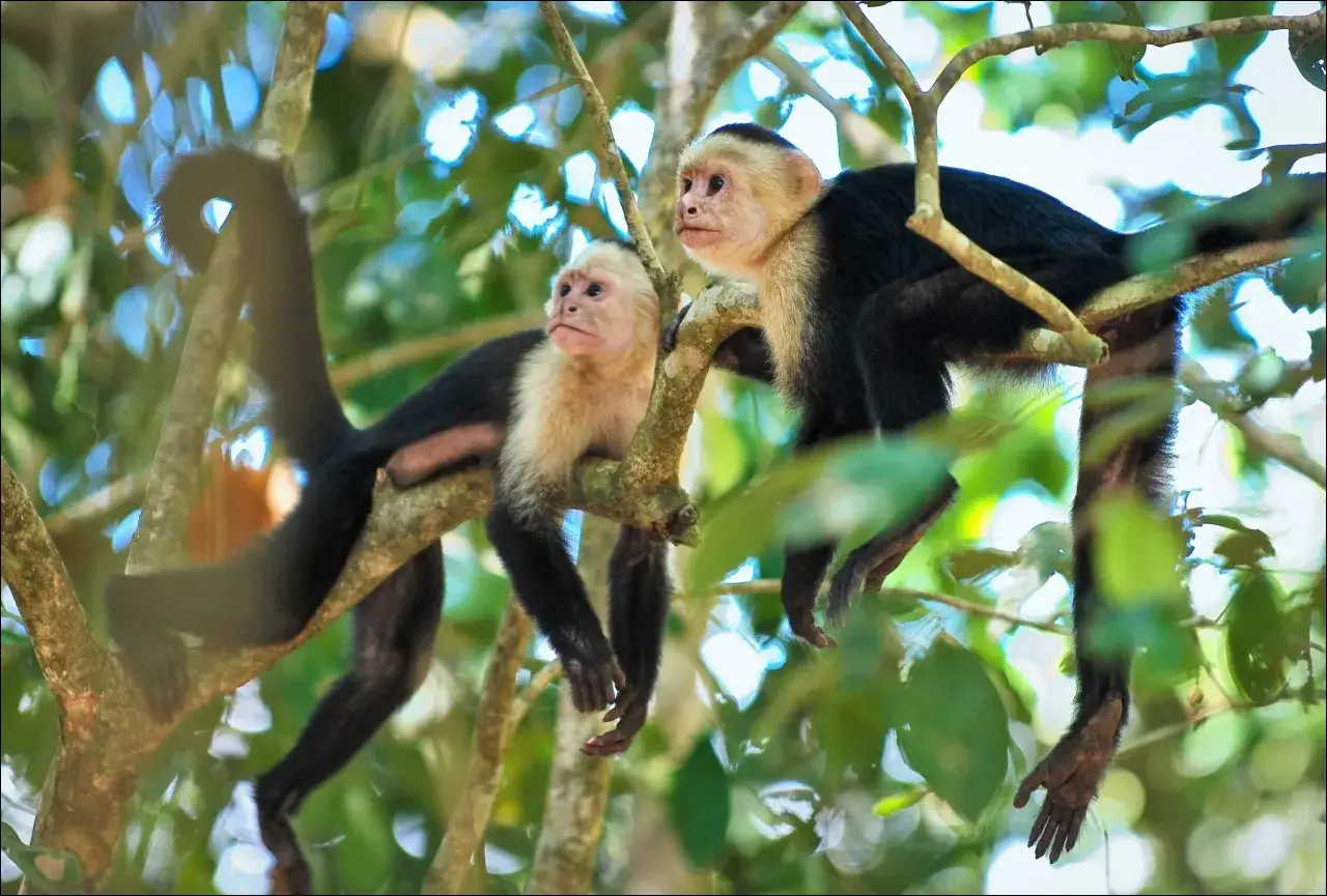 Dos monos capuchinos descansan en ramas frondosas en Manuel Antonio, Costa Rica.