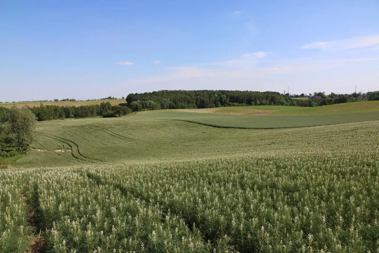 Zielone pola łubinu, idealne na emeryturę z KRUS. W tle las i błękitne niebo.