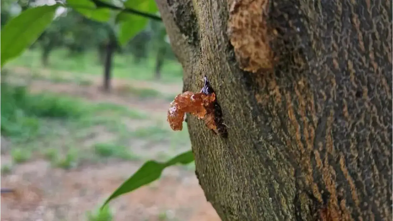 Gocce ambrate di gommosi del limone, come lacrime preziose, colano dal tronco di un albero in un agrumeto.