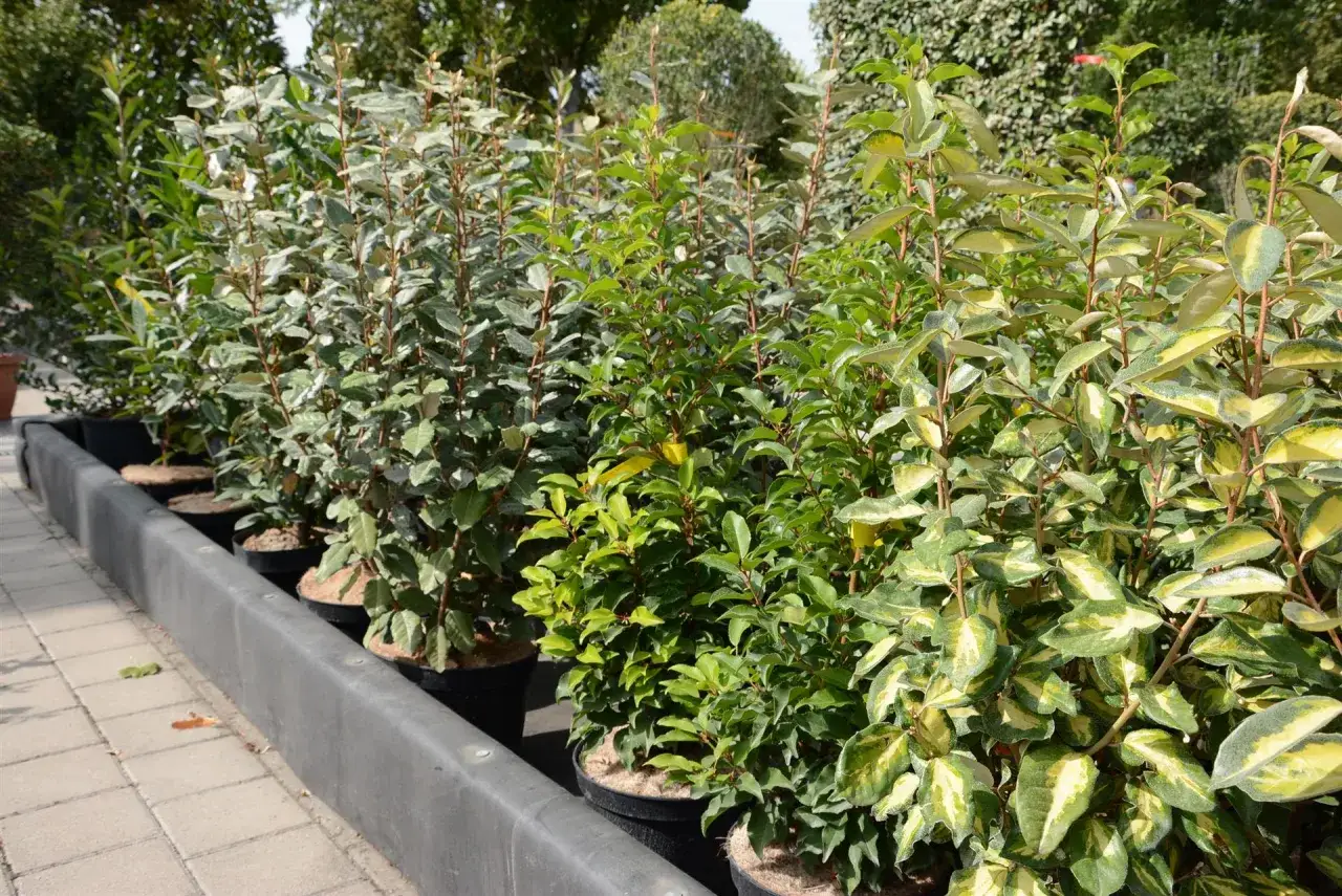 Ligne de plants en pots, offrant un aperçu de différents types de haie, certains à feuillage argenté, d'autres vert vif ou panaché.