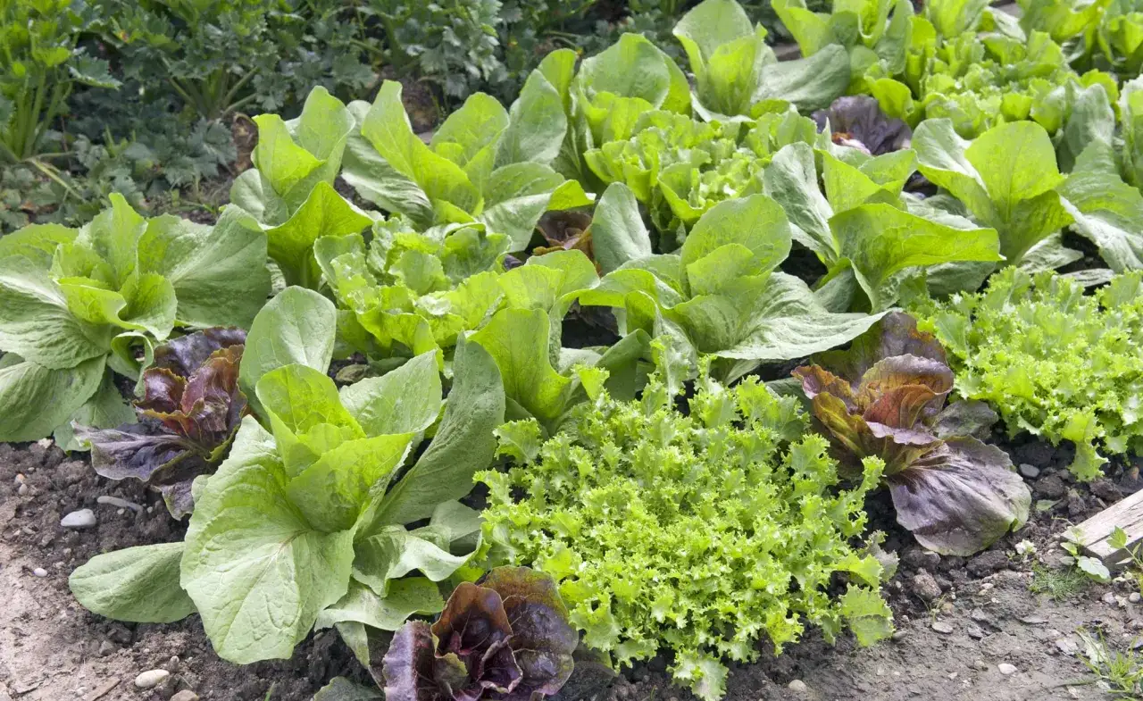 Frischer Salat saison: grüne und rote Blattsalate wachsen dicht nebeneinander im Beet.