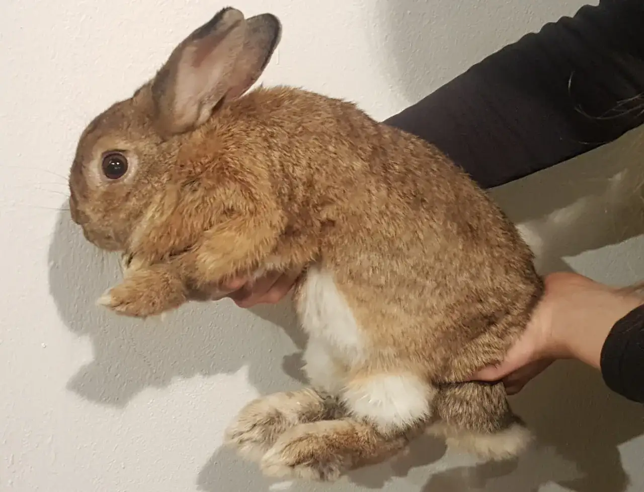 Ein braunes Kaninchen wird von H&auml;nden hochgehoben. Es schaut neugierig in die Kamera.