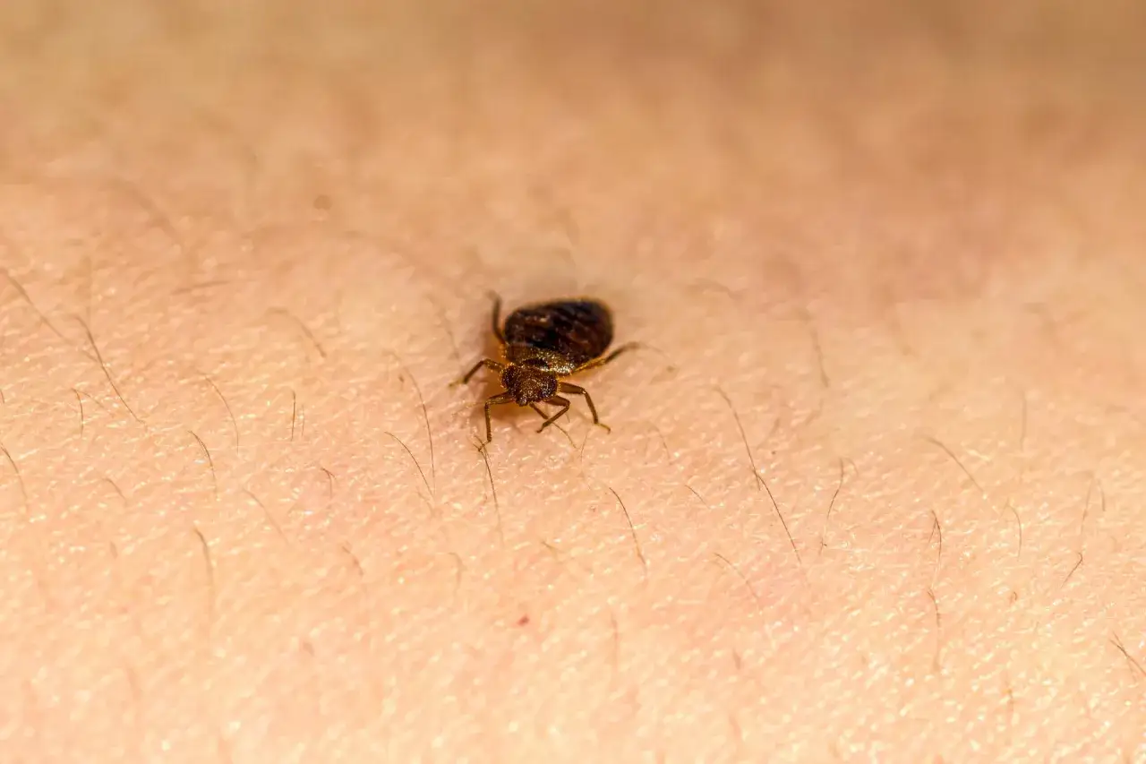 Mały, brązowy pluskwiak, który może być przyczyną nieprzyjemnych swędzeń. Te śmierdzące robaki potrafią być uciążliwe.