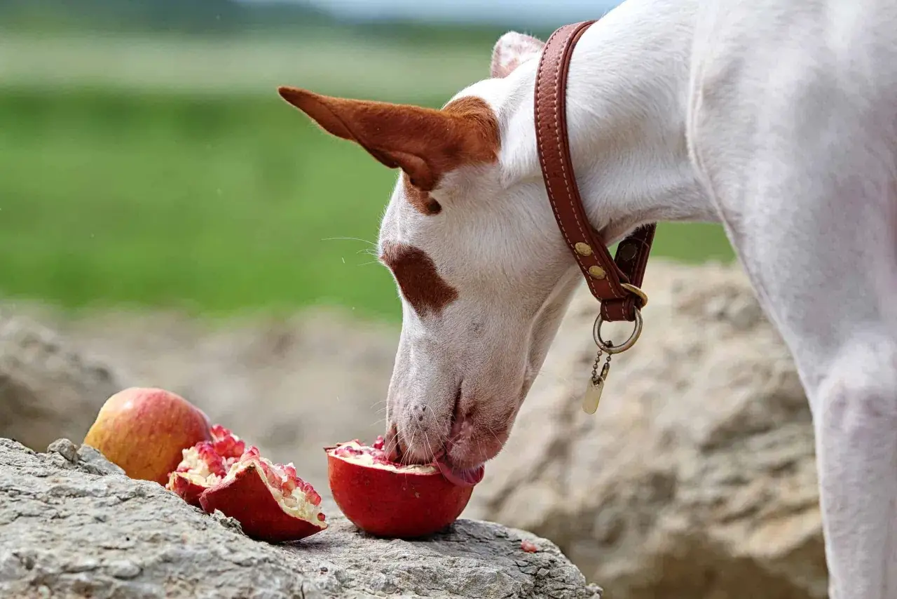 Un perro blanco y marrón con collar de cuero prueba una granada partida. ¡Sí, pueden comer granada los perros!
