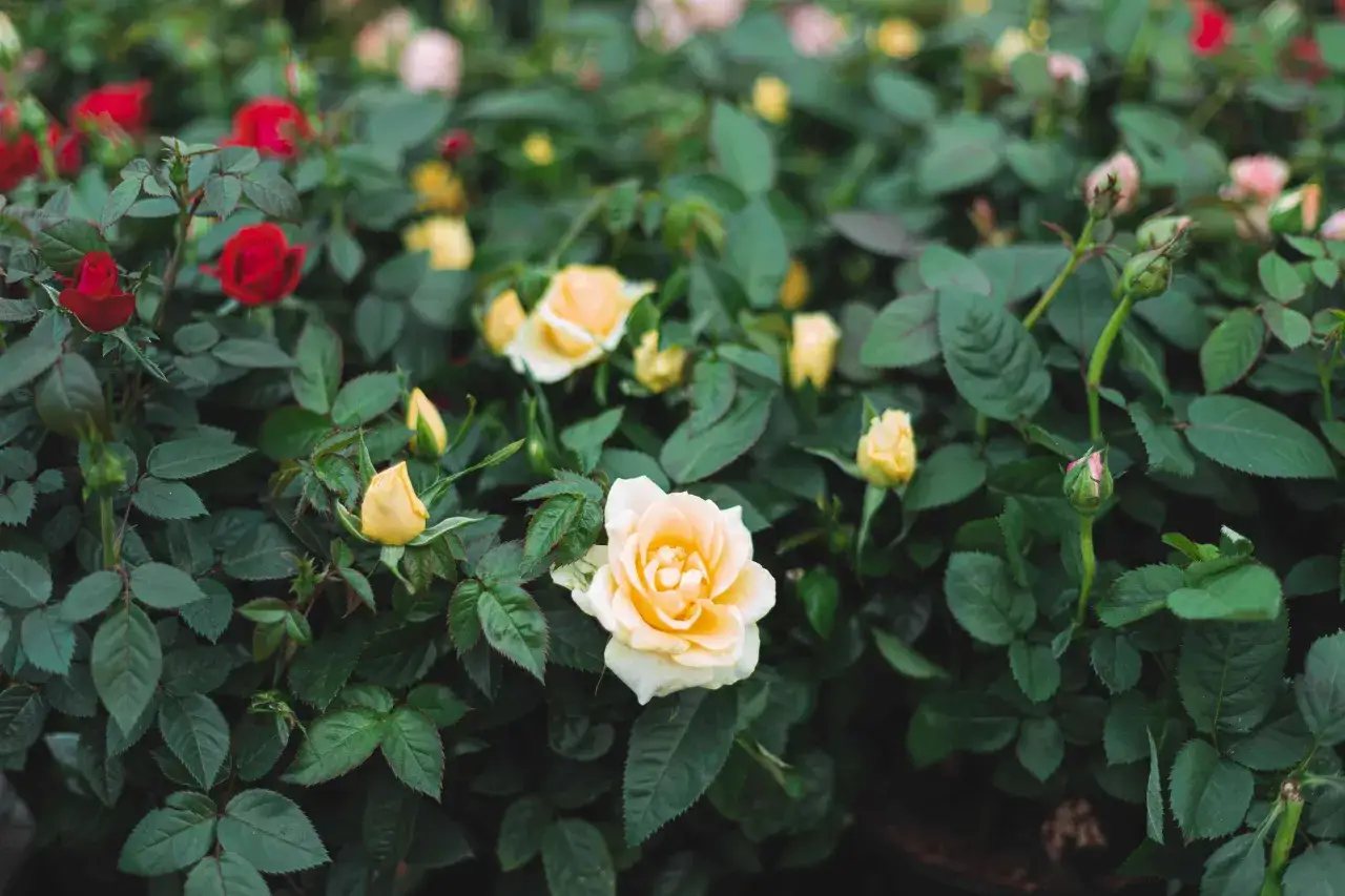 A bush of mini rose plants with red and yellow blooms and green leaves.