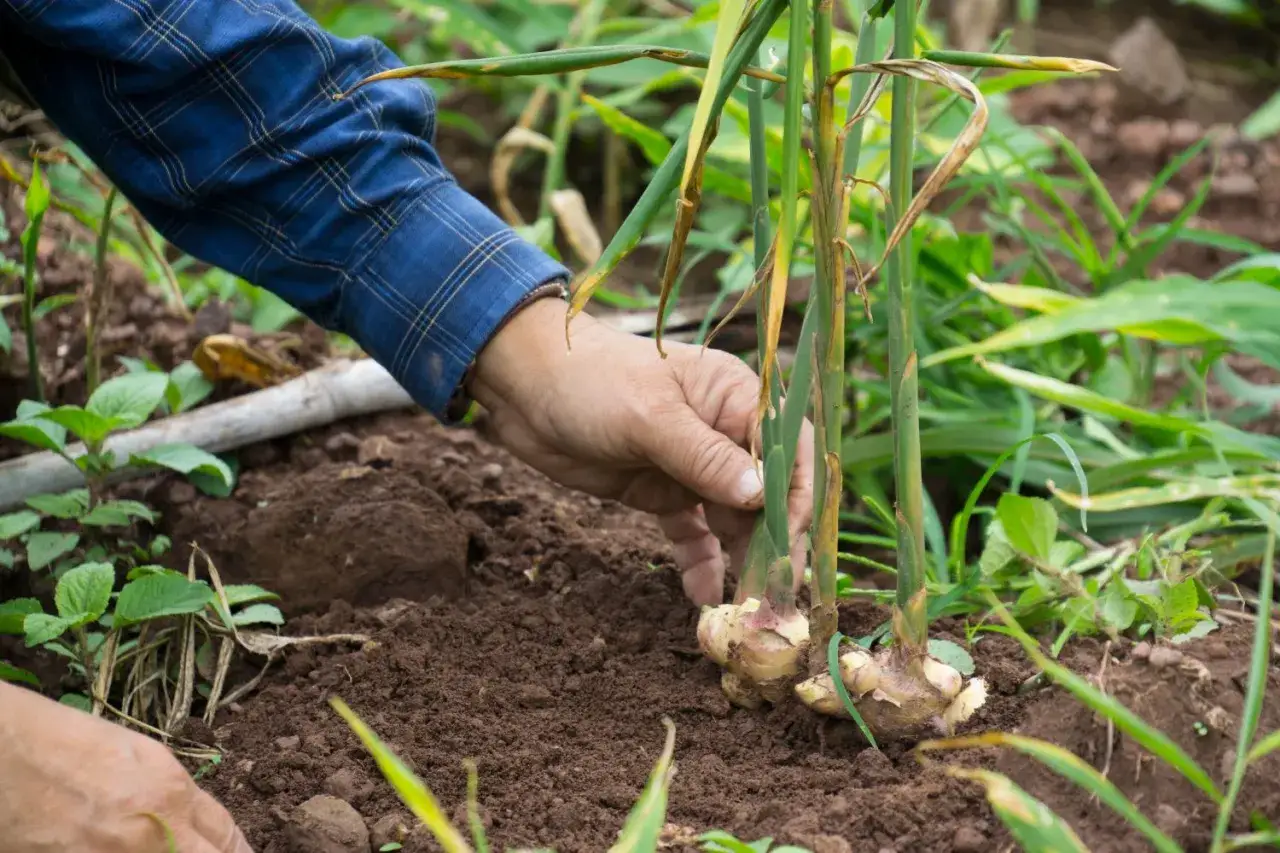 Eine Hand prüft die Wurzeln von frisch gepflanztem Ingwer im Garten.