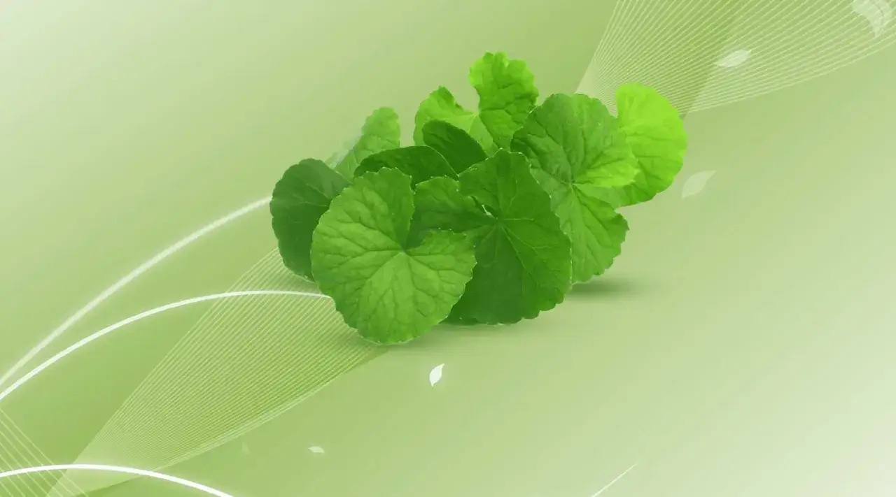 Grüne, runde Blätter von Centella Asiatica, die für ihre heilenden Eigenschaften bekannt sind, auf einem sanften, hellgrünen Hintergrund mit stilisierten Linien.