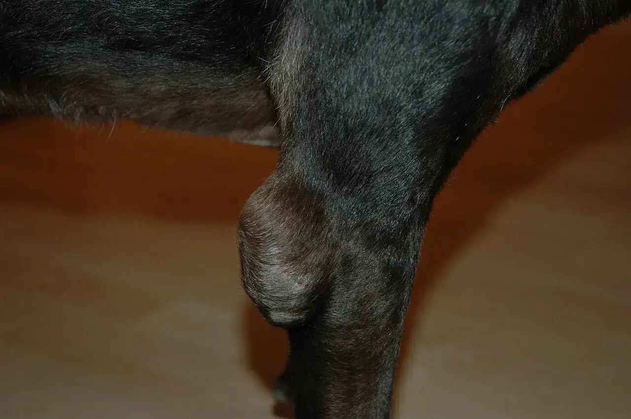 Zamuffo, il mio cane, ha un igroma sul ginocchio. La massa è visibile sotto il pelo scuro.