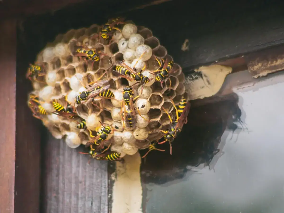 Ein Wespennest an einem Fensterrahmen. Viele Wespen krabbeln auf den Waben. Was tun bei Wespennest? Vorsicht ist geboten!