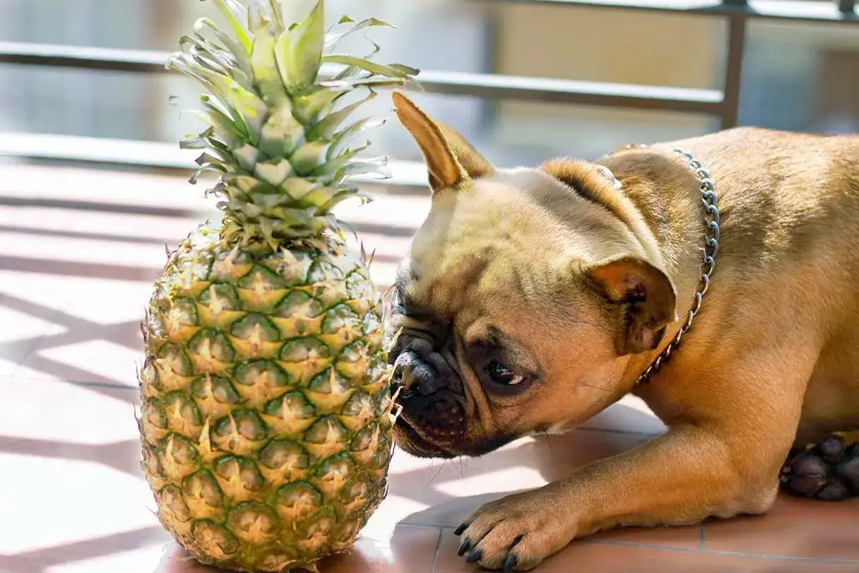 Buldog francuski wącha ananasa, zastanawiając się, czy pies może ananasa.