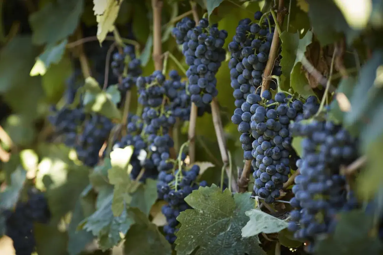 Reife, dunkle Trauben des Petit Verdot h&auml;ngen an Rebst&ouml;cken, bereit f&uuml;r die Weinlese.