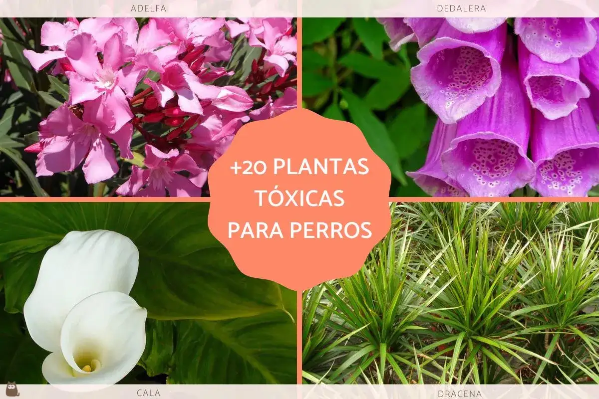 Adelfa, dedalera, cala y dr&aacute;cena son algunas de las plantas t&oacute;xicas para perros que debes evitar.