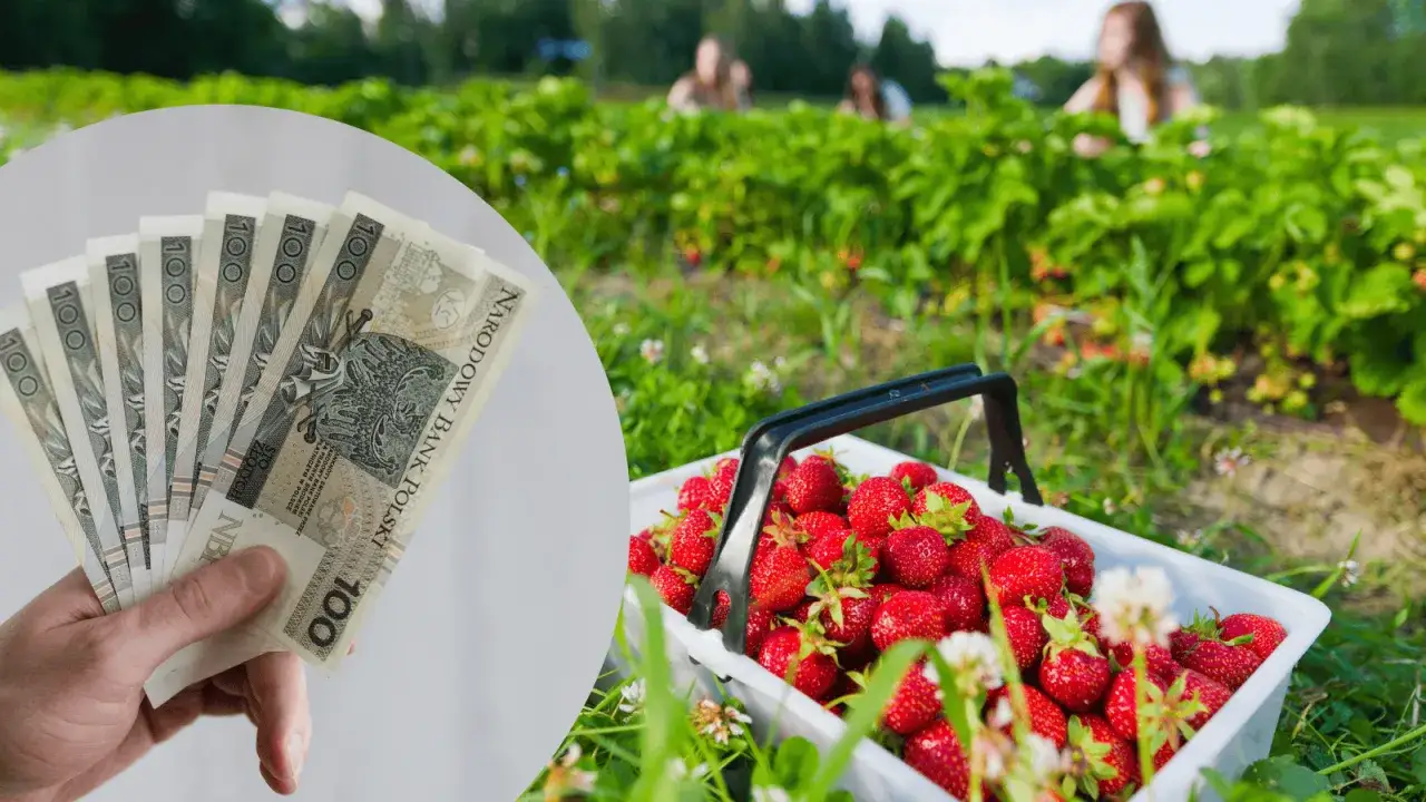 Zarabiaj na truskawkach! Praca z noclegiem na plantacji, pełne kosze owoc&oacute;w i polskie banknoty.