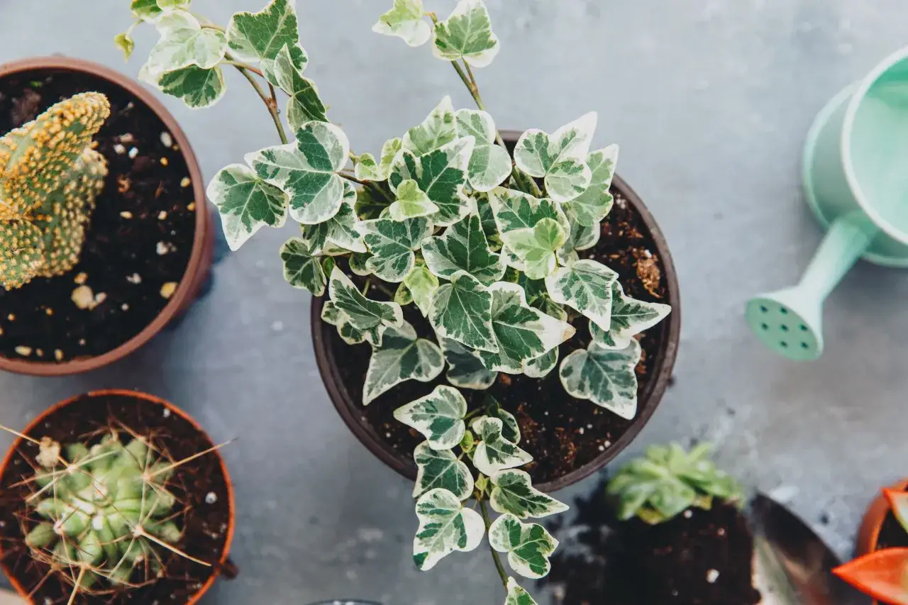 Variegated ivy, often mistaken for Swedish ivy, is toxic to cats. This image shows several potted plants, including cacti and ivy.