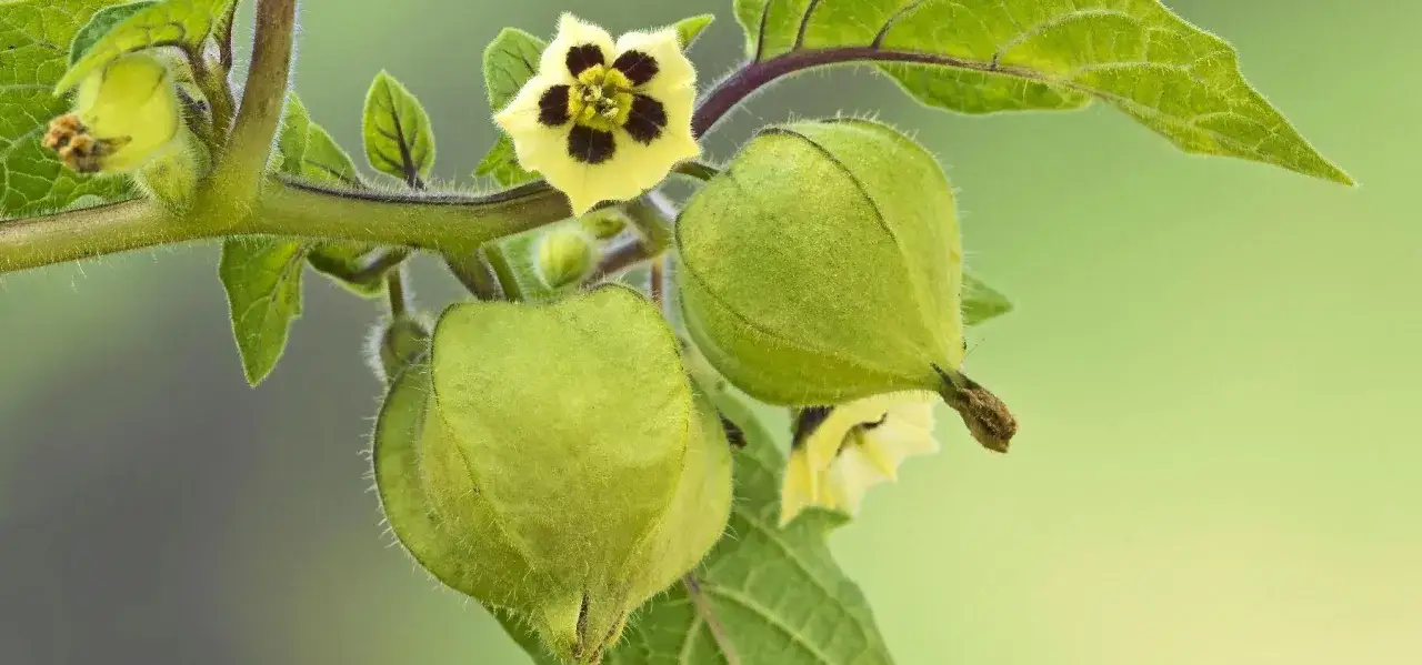 Gröna physalisfrukter och en blomma. En vacker planta att odla physalis på för att få egna bär.