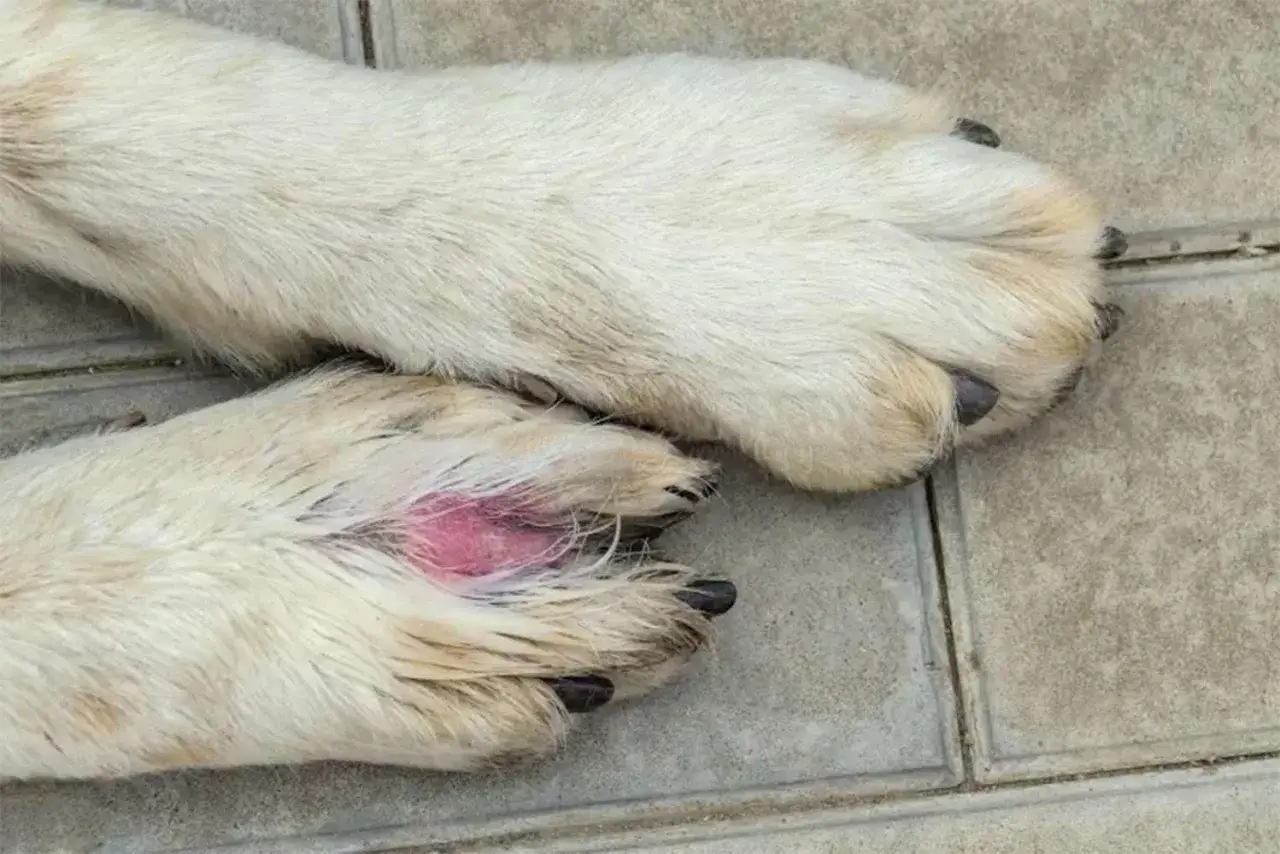 Pattes d'un chien blanc, dont une présente une rougeur et une irritation, possiblement une verrue sur la patte.
