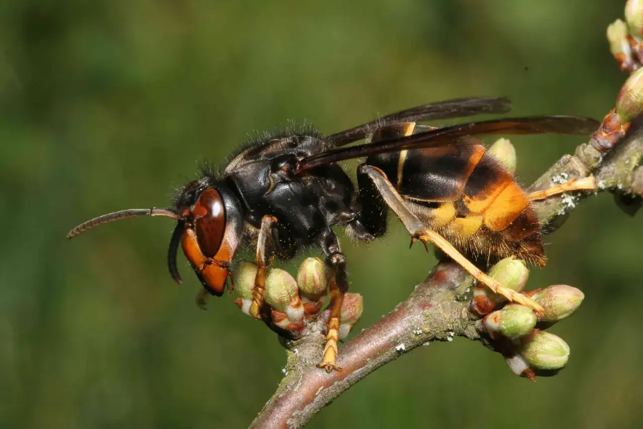 En asiatisk bålgeting med orange och svarta markeringar sitter på en gren med knoppar.