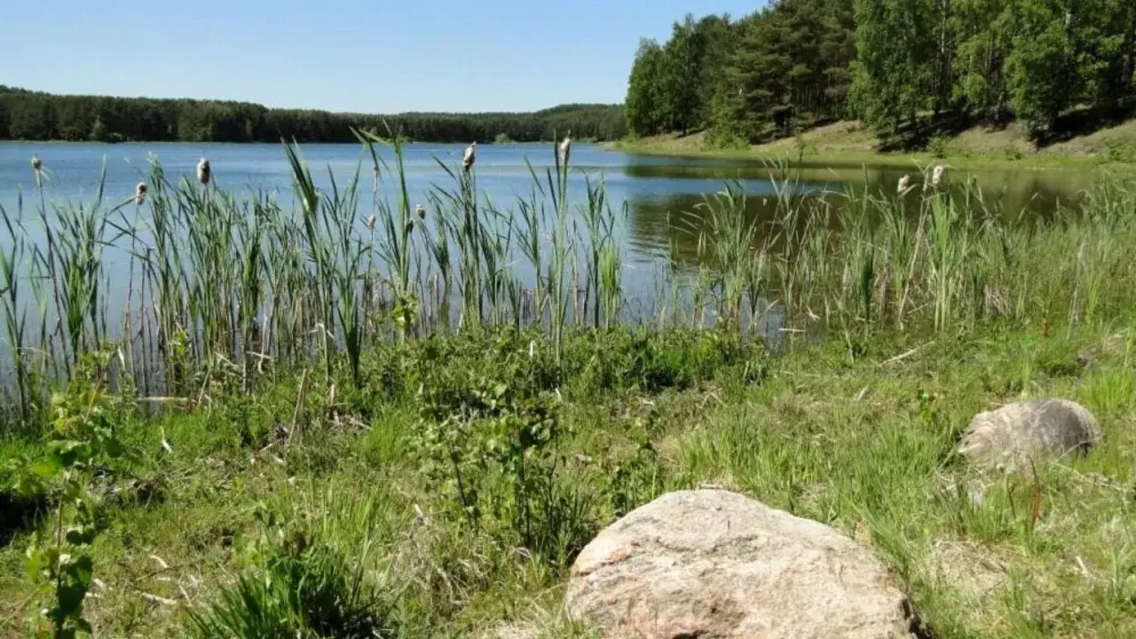 Spokojne jezioro Czarne Niesiołowice otoczone trzcinami i lasem. Woda odbija błękitne niebo.