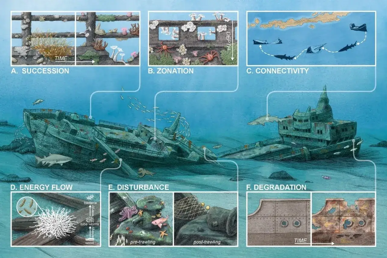 Ein **sunken ship** als Lebensraum: Illustration zeigt verschiedene Aspekte wie Sukzession, Zonierung, Energiefluss und Abbau.