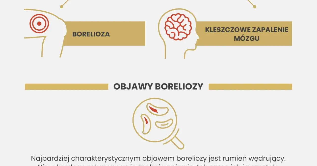 Grafika porównuje boreliozę (obraz skóry z rumieniem) i kleszczowe zapalenie mózgu (mózg w głowie).