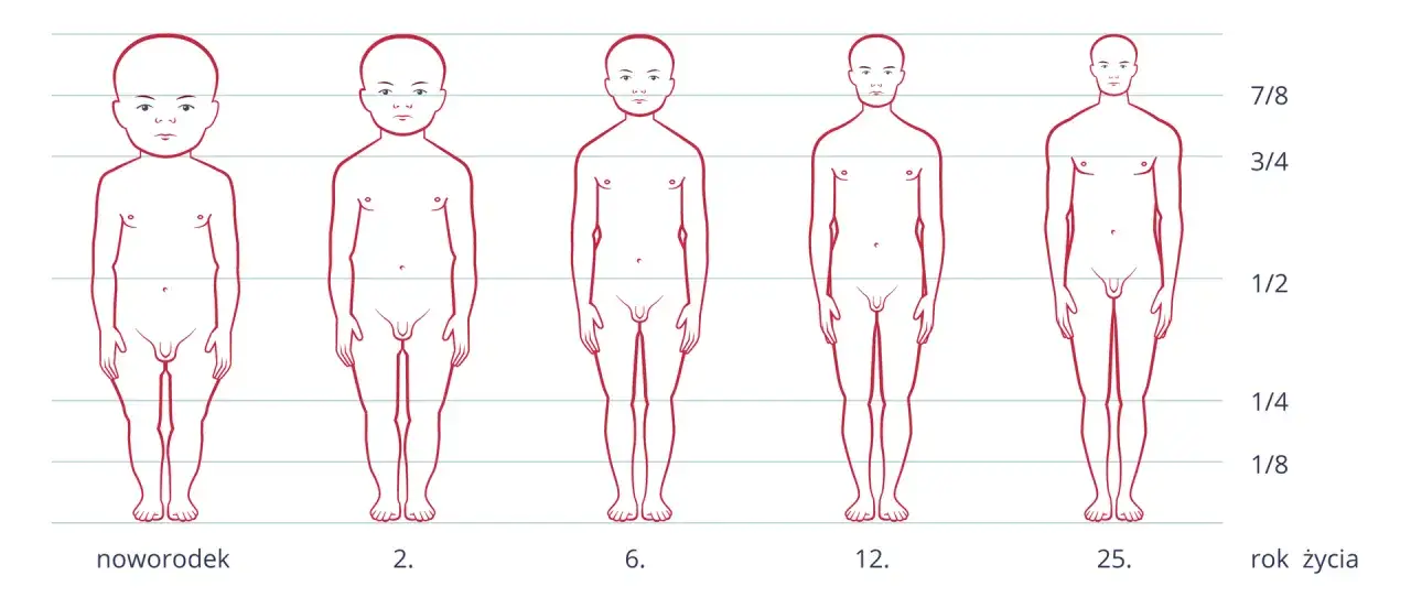 Ilustracja pokazuje etapy rozwoju dziecka tabela: od noworodka do 25. roku życia, ukazując zmiany sylwetki.