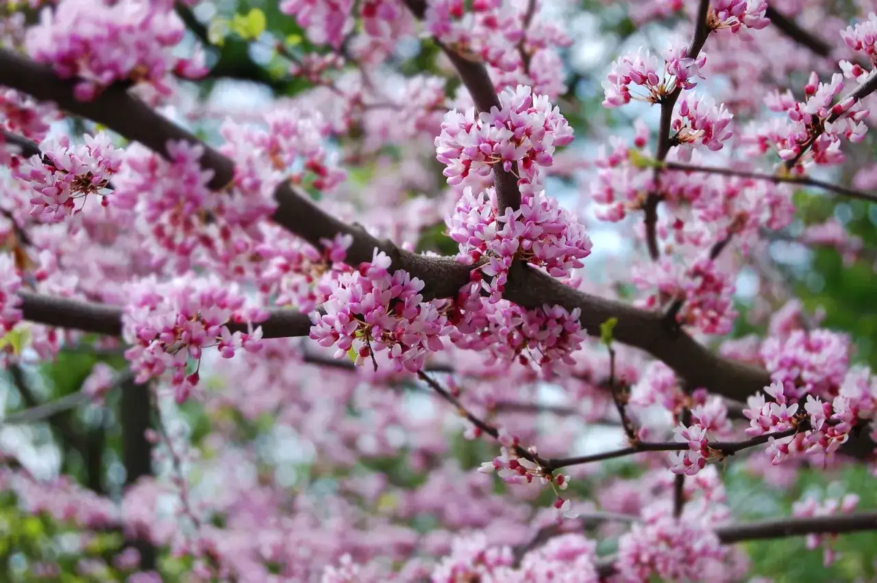 Kwiaty na gałęziach ciemnego drzewa. Delikatne, różowe płatki tworzą gęste skupiska, przypominając kwitnące **sakura drzewo**.