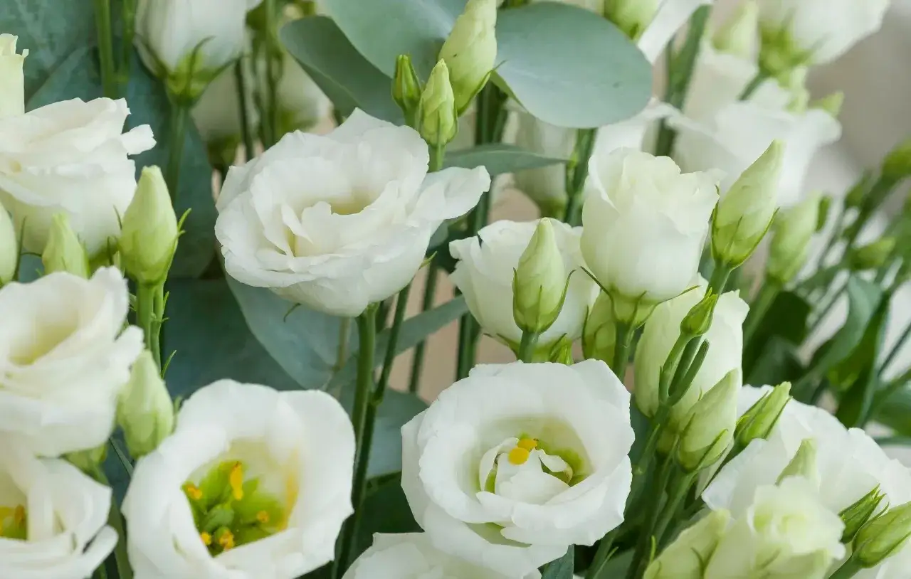 Un ramo de lisianthus blancos, s&iacute;mbolo de gratitud y aprecio, con delicados p&eacute;talos y capullos verdes.