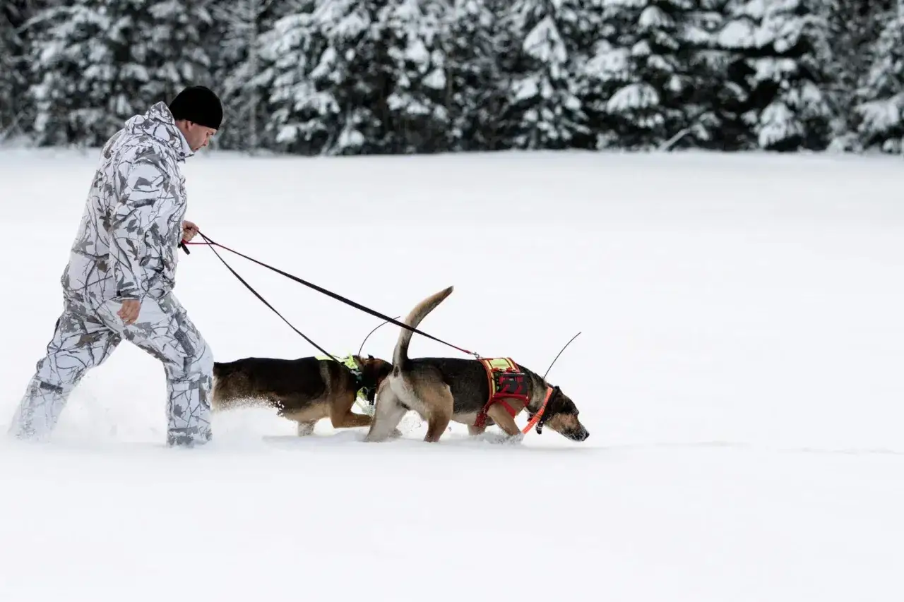 Man i kamouflagekläder leder två hundar i snön, redo för lodjursjakt.
