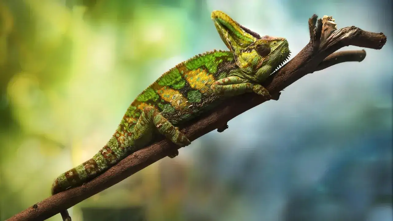 Zielony kameleon w domu, odpoczywający na gałęzi, z barwnym, zmieniającym się kamuflażem.