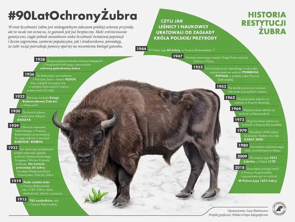żubry w Puszczy Białowieskiej powr&oacute;t