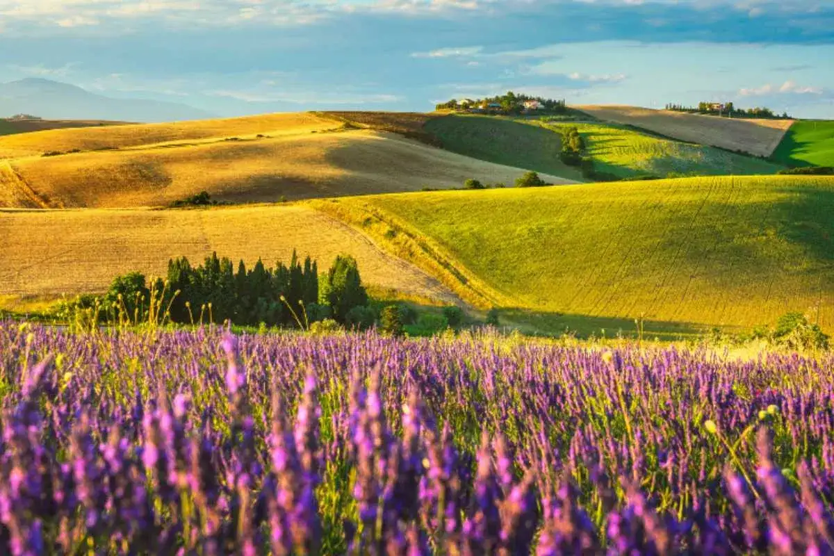 Un campo di lavanda viola in primo piano, con dolci colline dorate e verdi sullo sfondo. Il momento ideale per pensare a quando piantare la lavanda.
