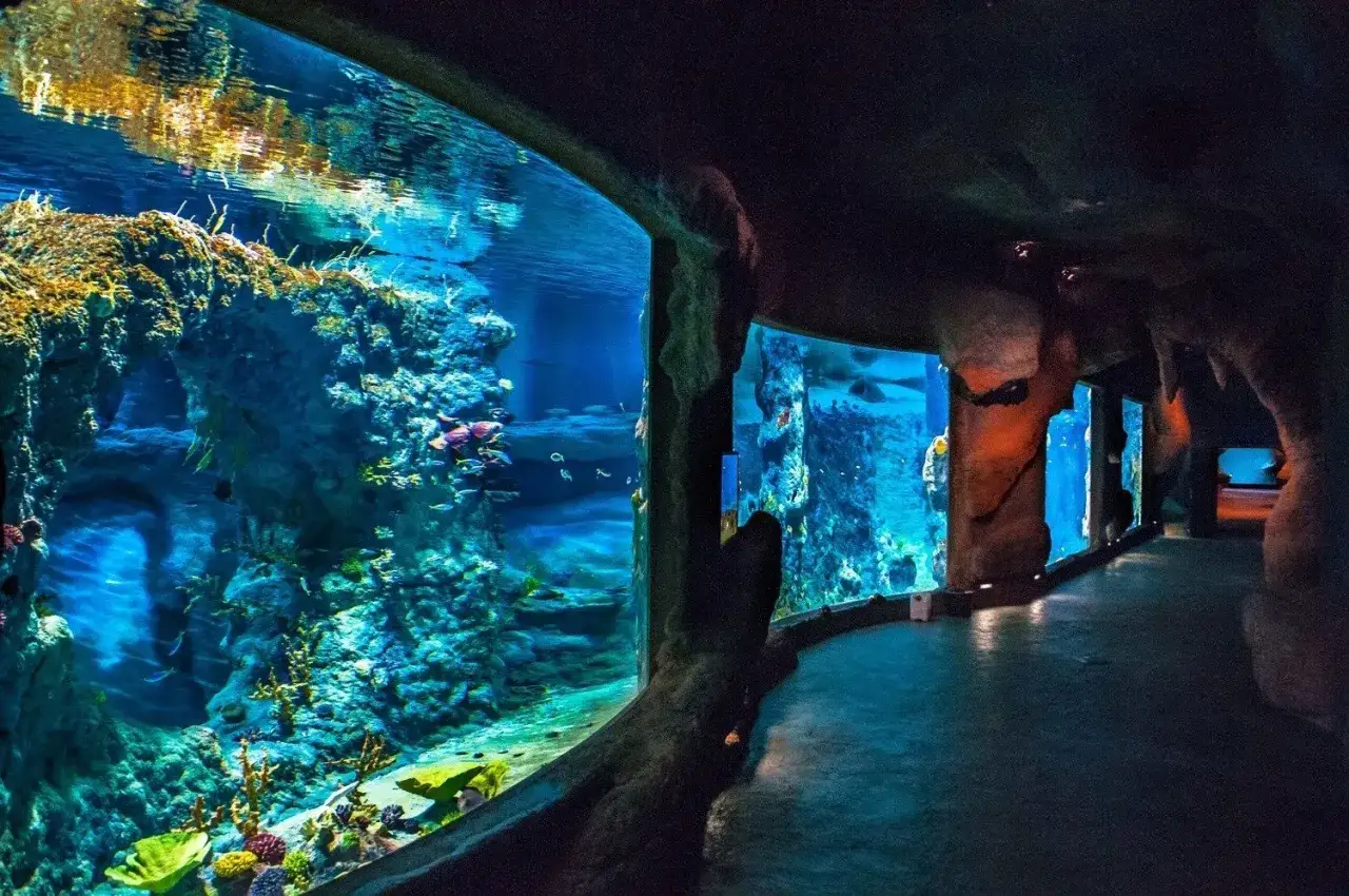 Podwodny świat w oceanarium w Świnoujściu zachwyca. Sprawdź oceanarium Świnoujście cennik i zanurz się w przygodzie!