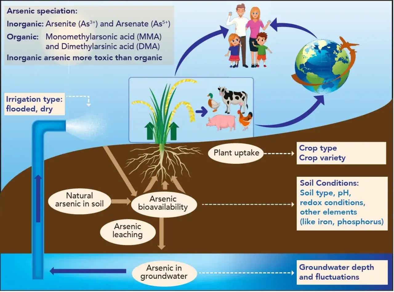 arsenic contamination drinking water infographic