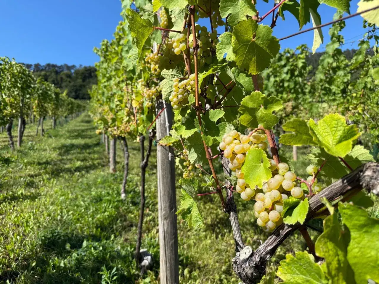 Reife weiße Trauben hängen an einem sonnigen Tag im Weinberg. Die Aussprache von Auxerrois ist hier fast greifbar.