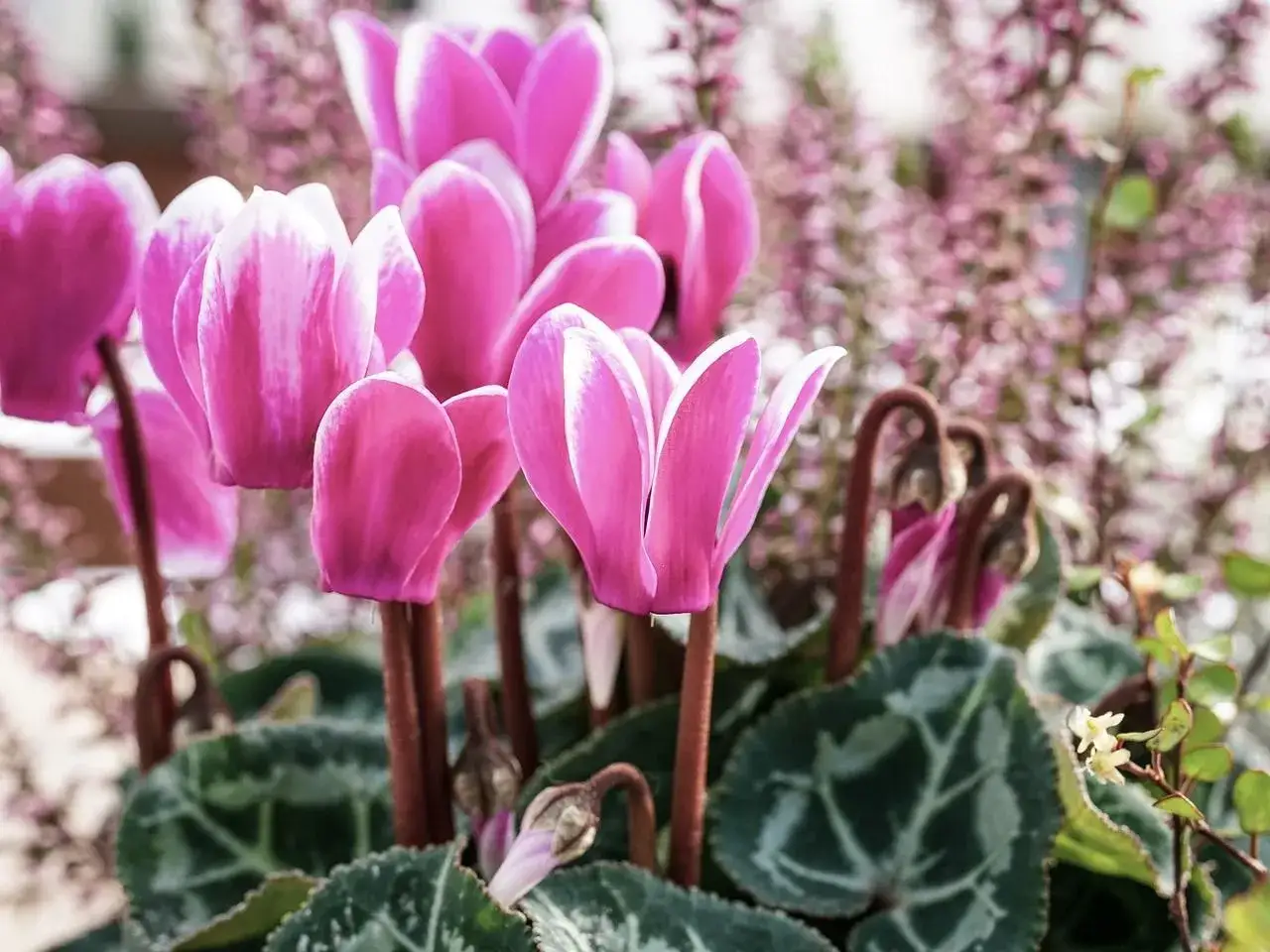 Fleurs d'hiver roses et blanches, des cyclamens aux feuilles marbr&eacute;es, &eacute;closent dans un d&eacute;cor flou de petites fleurs roses.
