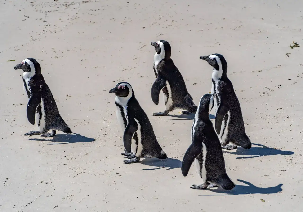 Pięć pingwinów spaceruje po piaszczystej plaży w RPA.