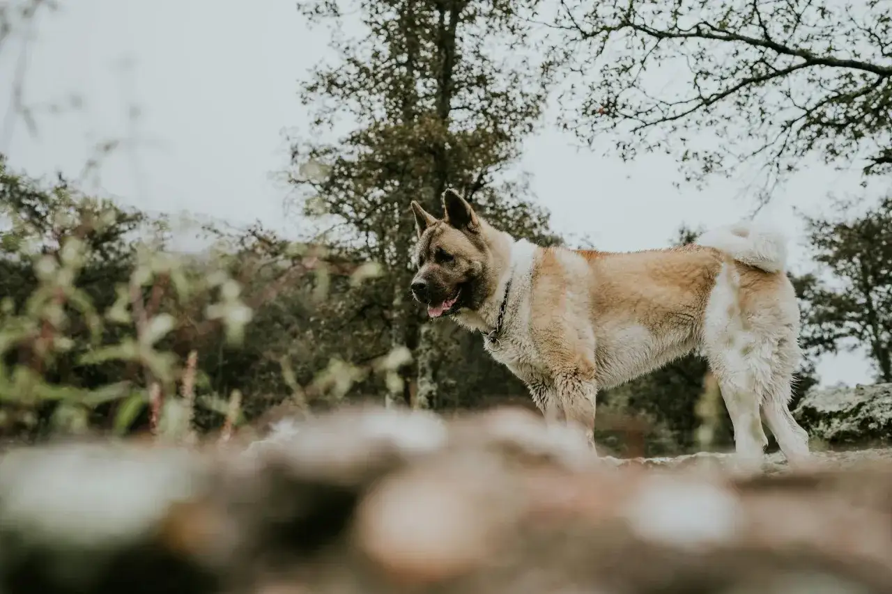 Un Akita Américain, fier et imposant, observe son environnement. Son caractère loyal et protecteur transparaît dans son regard attentif.