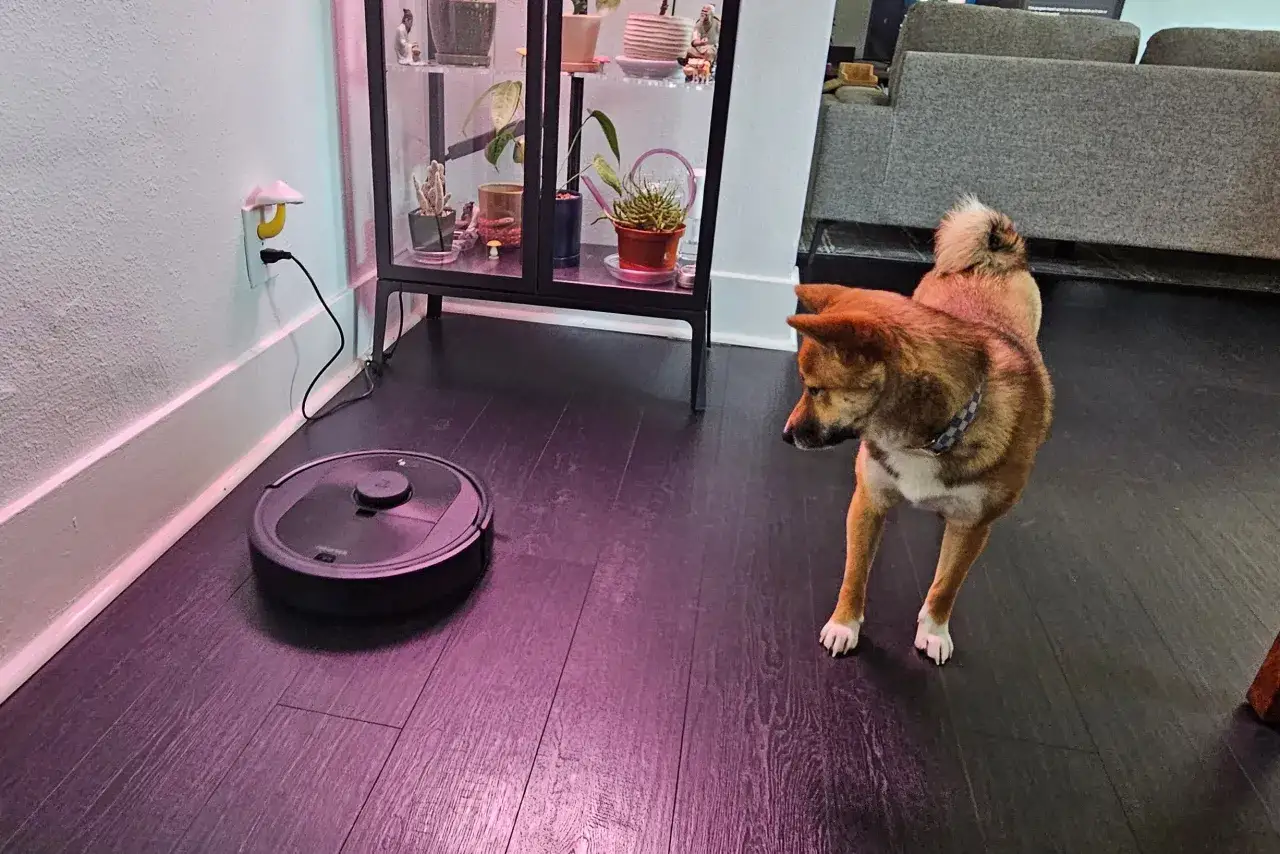 Un perro observa un robot aspirador Roomba i1156. Las opiniones sobre este modelo son variadas, pero parece que hace su trabajo.