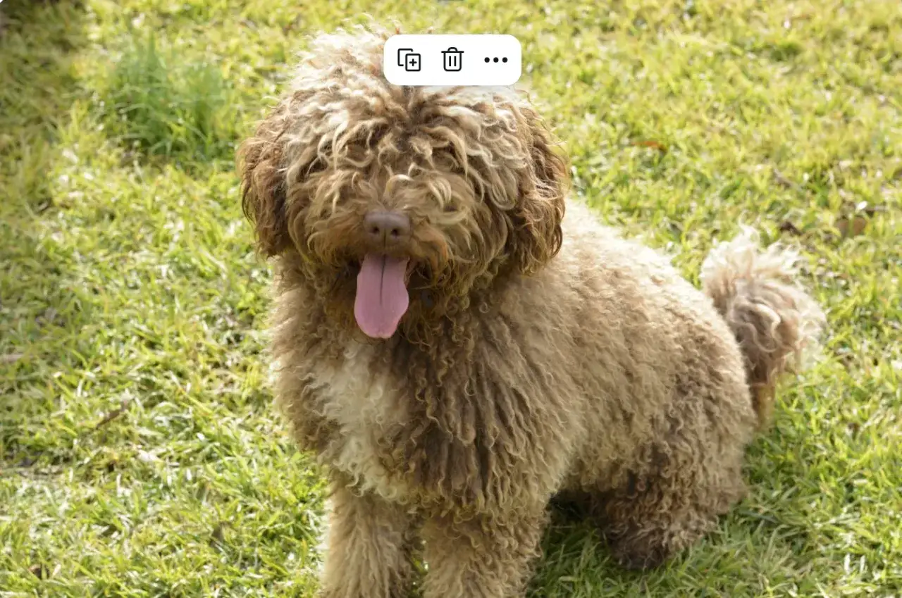 Un perro de agua marr&oacute;n con pelo rizado y la lengua fuera, sentado en la hierba verde.