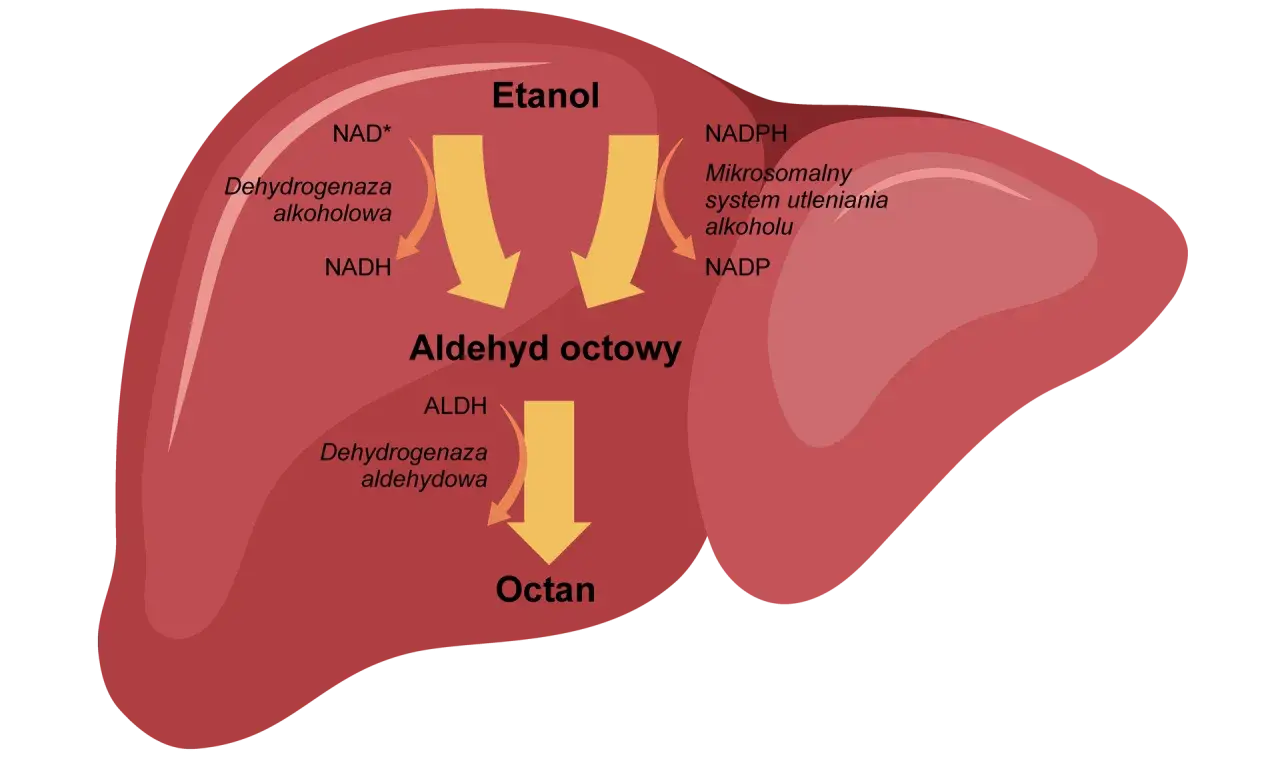 metabolizm alkoholu w organizmie schemat