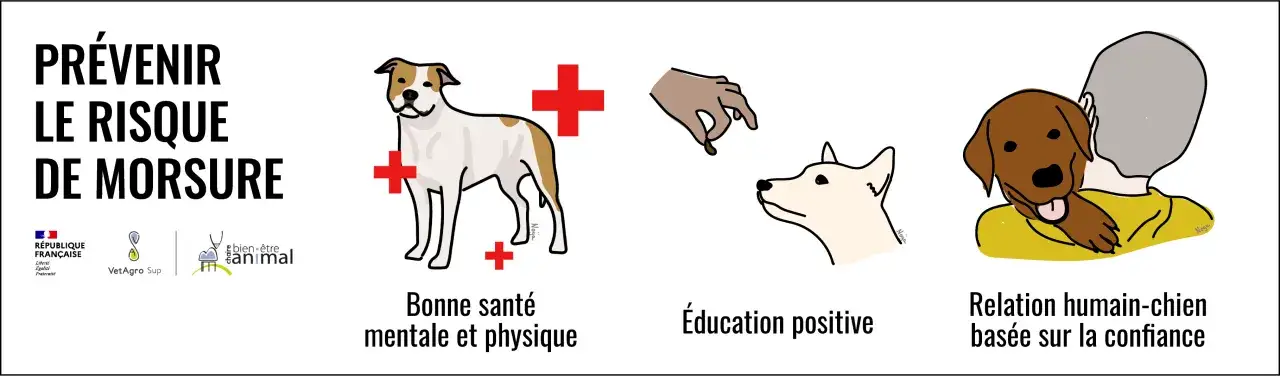 Pr&eacute;venir le risque de morsure : un chien mechant peut &ecirc;tre &eacute;duqu&eacute;. Illustrations : bonne sant&eacute;, &eacute;ducation positive, relation de confiance.