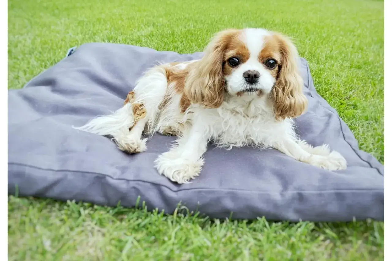 Uroczy piesek Cavalier King Charles Spaniel leży na szarej poduszce na trawie. Może to być inspiracja, jak oduczyć psa spania w łóżku, oferując mu własne, wygodne miejsce.