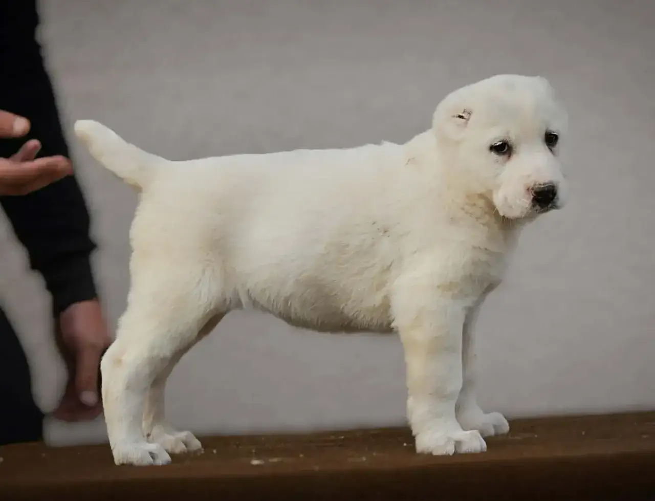 Uroczy szczeniak alabai, gotowy do adopcji. Sprawdź atrakcyjną alabai cenę!