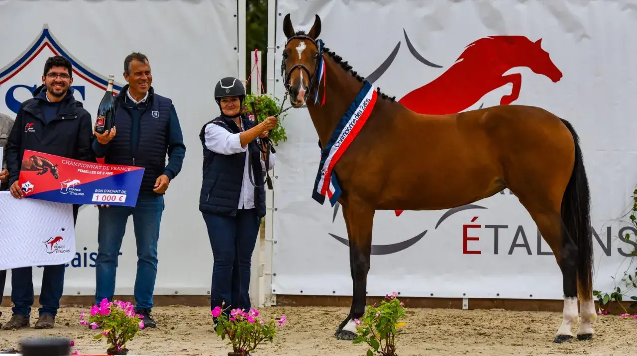 Un magnifique étalon sf, champion de France, reçoit son prix. Il est paré de rubans tricolores.