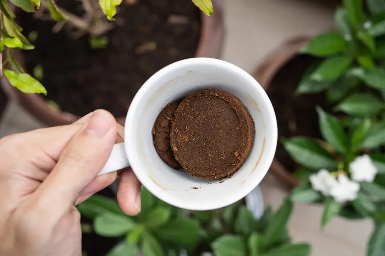 Mano tiene tazza con fondi di caffè. Scopri quali piante non concimare con fondi di caffè per non danneggiarle.