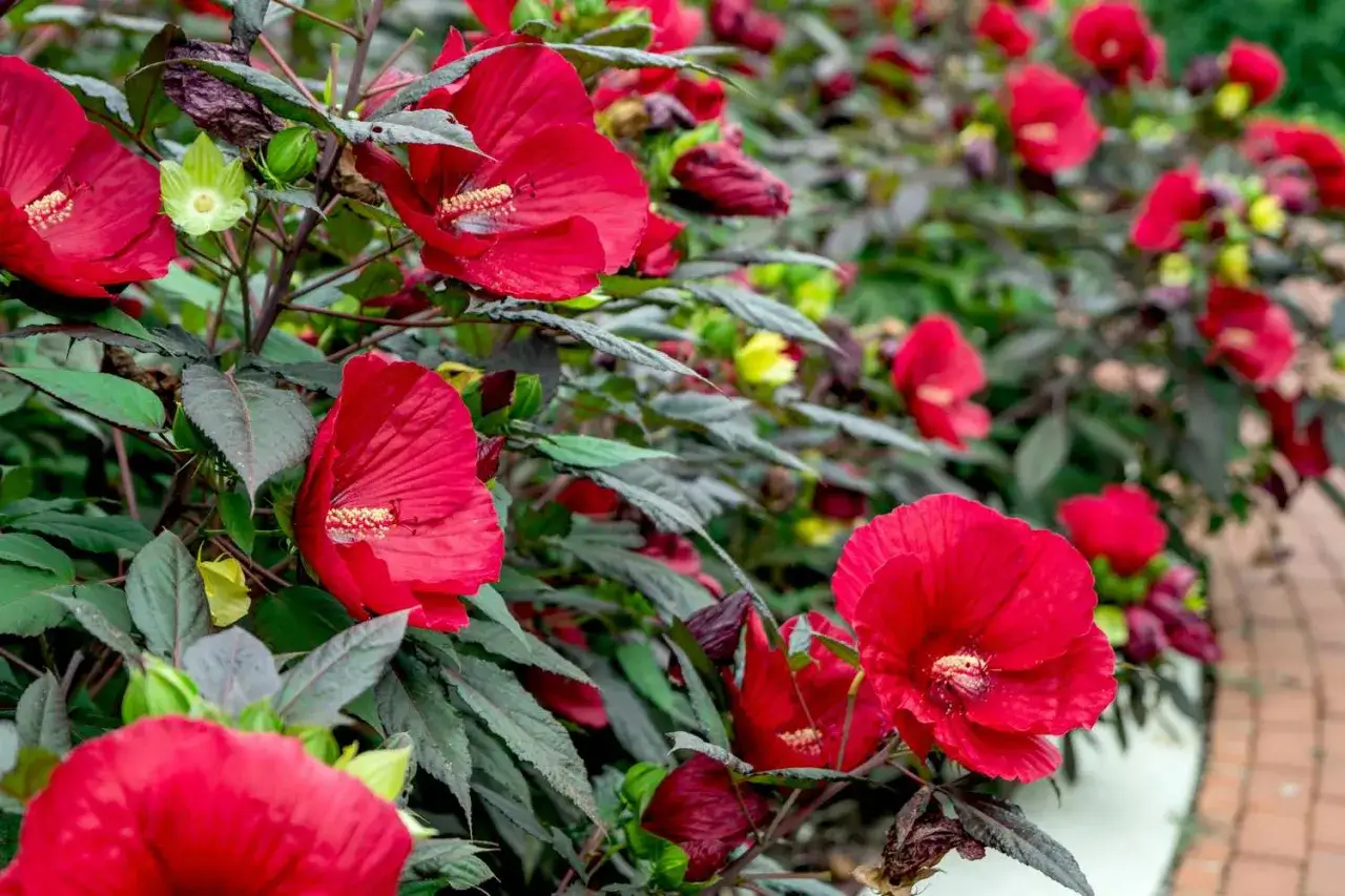 Kwitnące krzewy z pięknymi, jaskrawoczerwonymi kwiatami. Widać różne odmiany hibiskusa, z ciemnymi liśćmi i zielonymi pąkami.