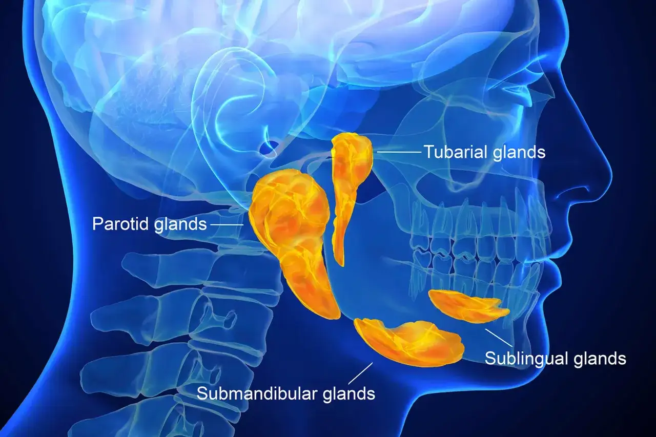 Anatomia ślinianek: przyuszne, podżuchwowe, podjęzykowe i tubarialne. Zioła na zapalenie ślinianek mogą pomóc w łagodzeniu objawów.