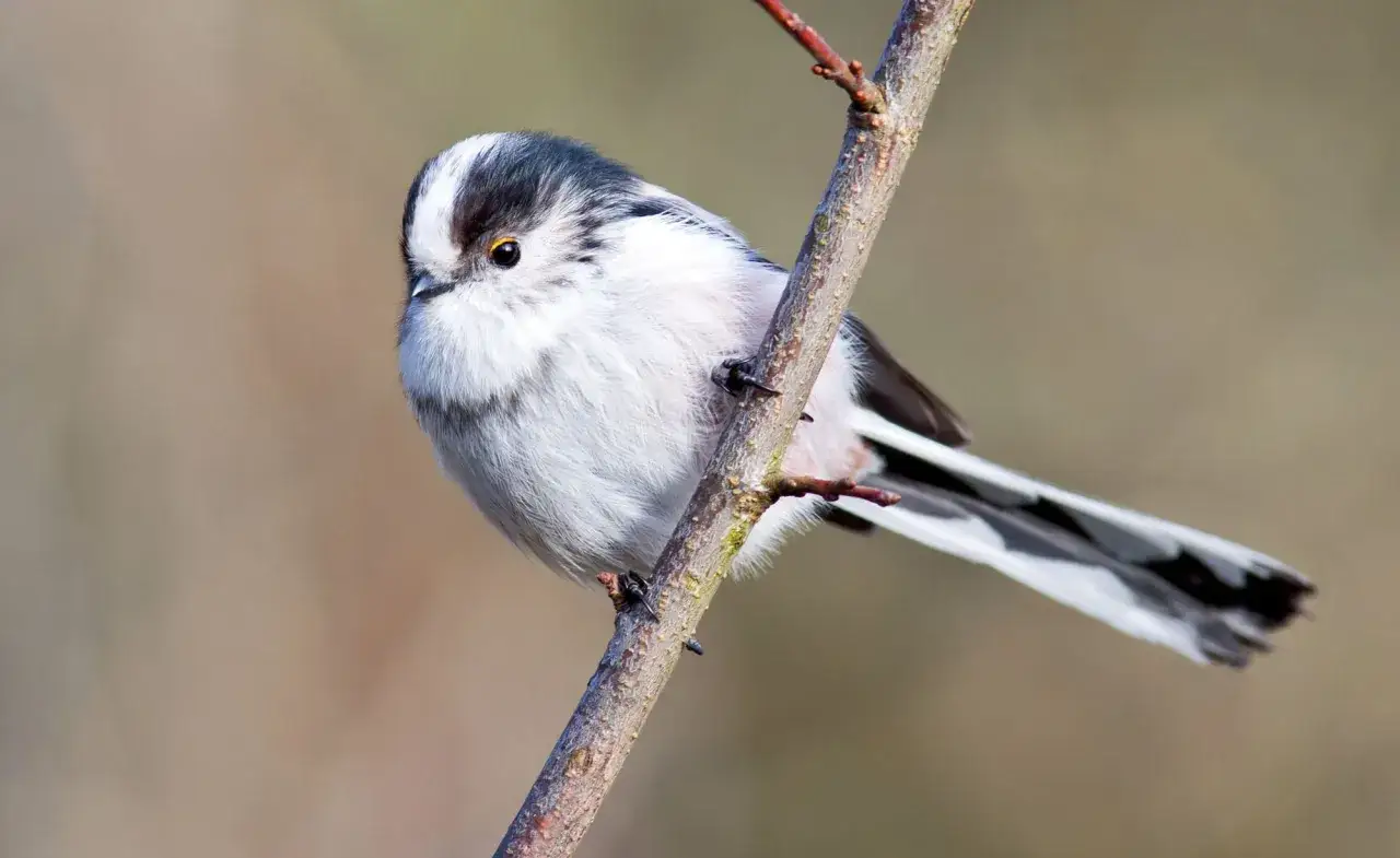 Eine flauschige Schwanzmeise mit langem, gestreiftem Schwanz sitzt auf einem Ast. Ihr Lebensraum ist oft in W&auml;ldern und Geb&uuml;schen zu finden.