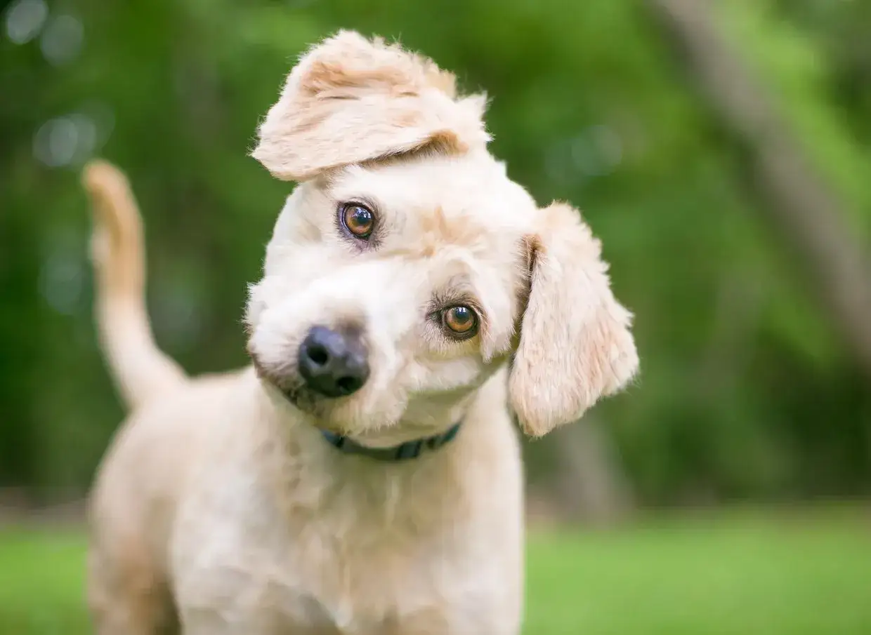 A light-colored dog tilts its head, curious about why do dogs tilt their heads. Its ears are perked, and its eyes are wide with interest.